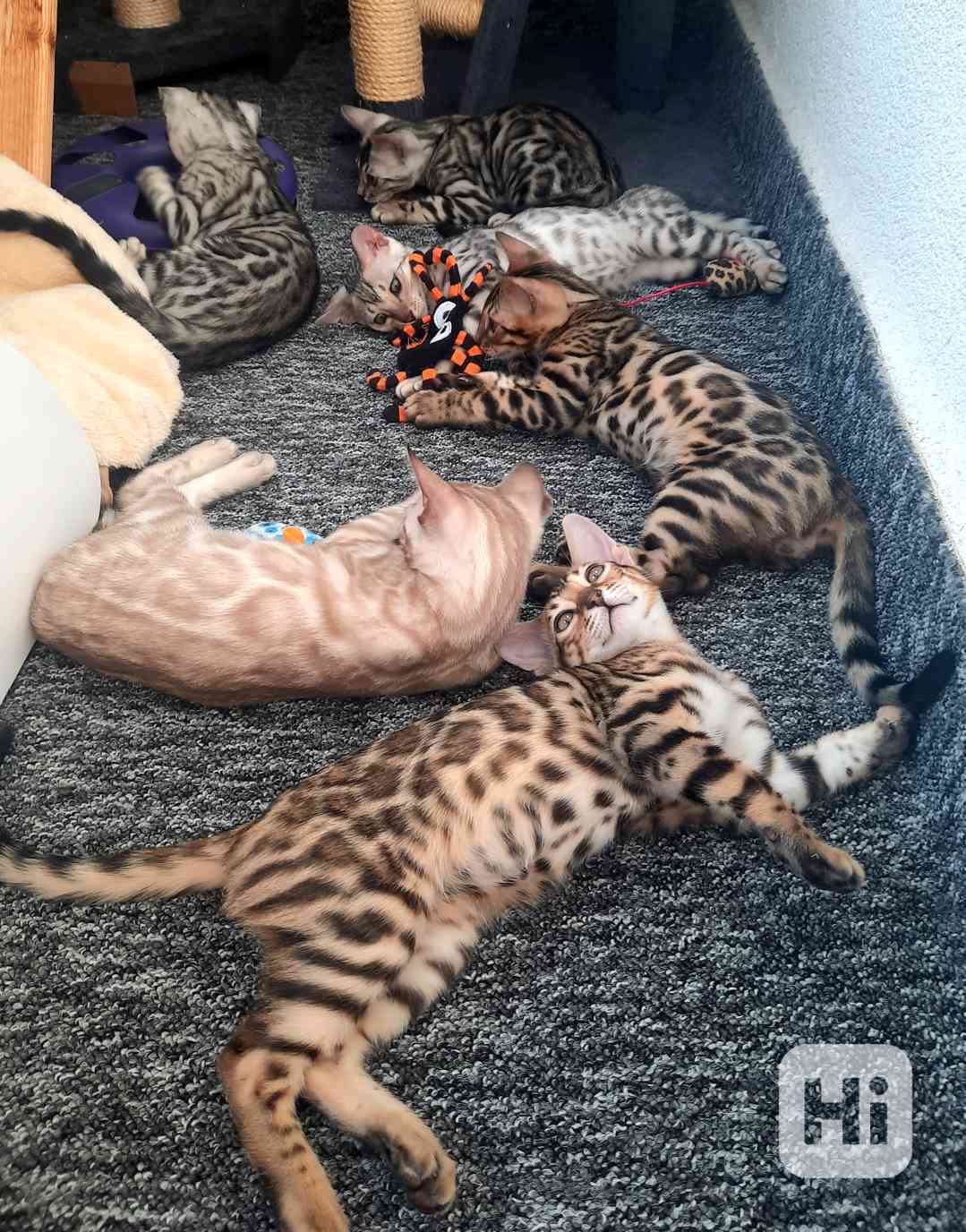 Bengálská kočka, koťata s PP  - foto 1