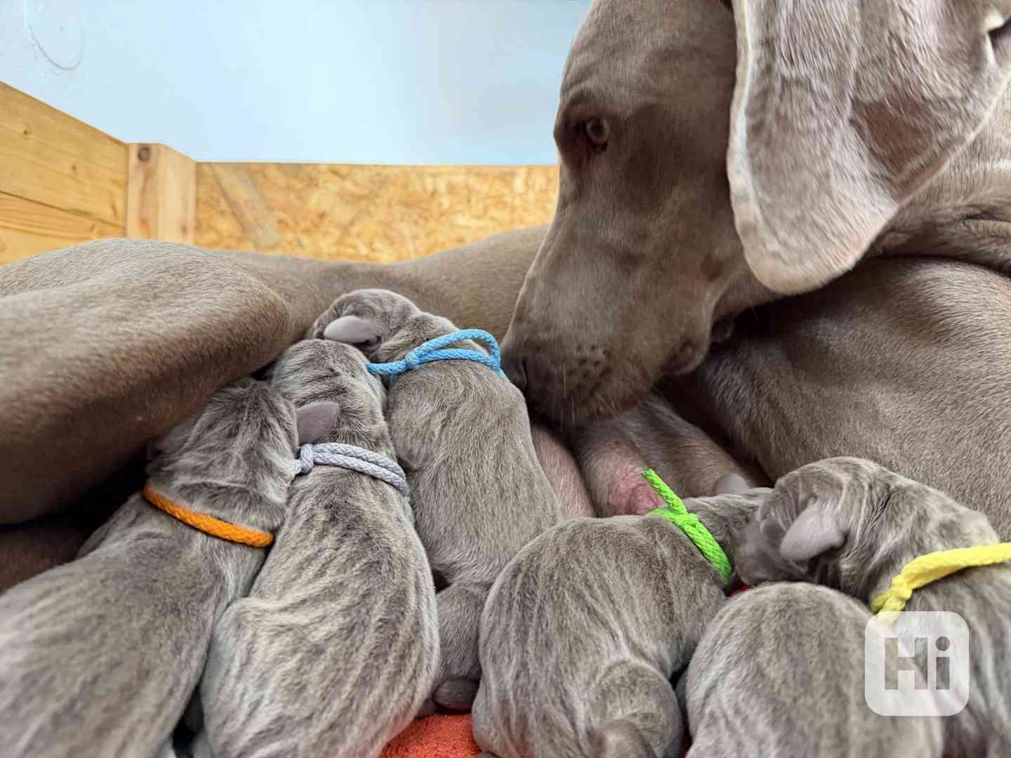 Výmarský ohař štěně - foto 1