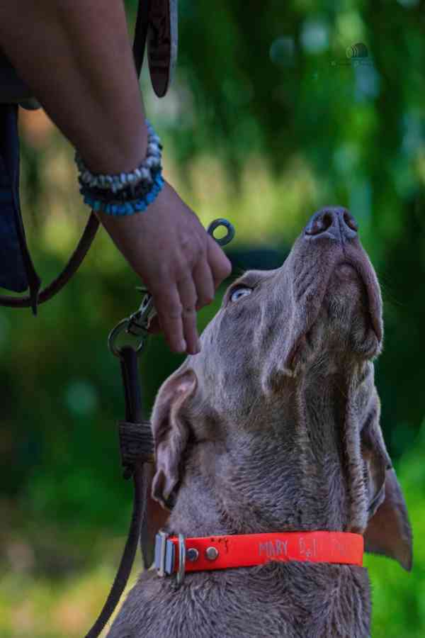 Výmarský ohař štěně - foto 4