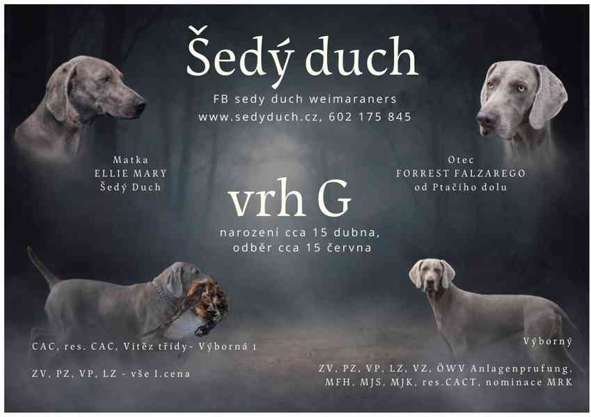 Výmarský ohař štěně - foto 3