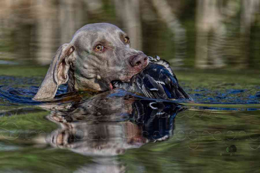 Výmarský ohař štěně - foto 5