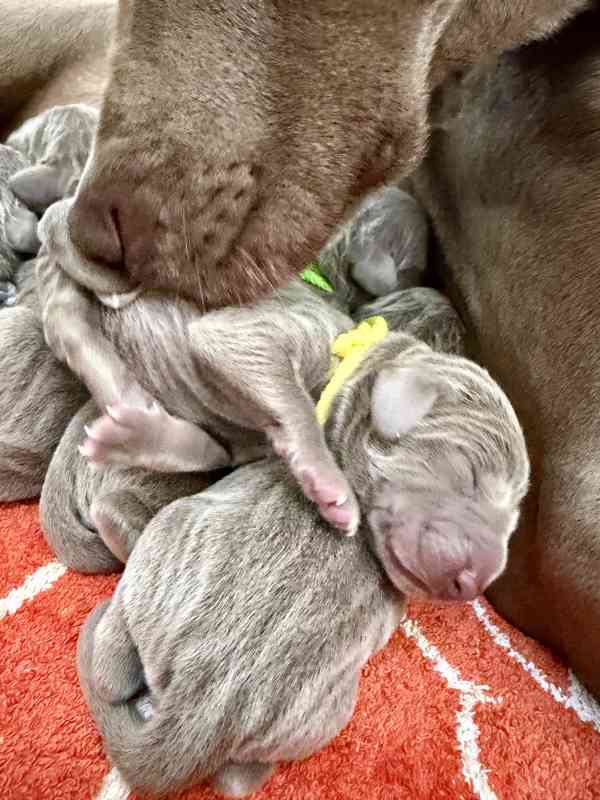 Výmarský ohař štěně - foto 2