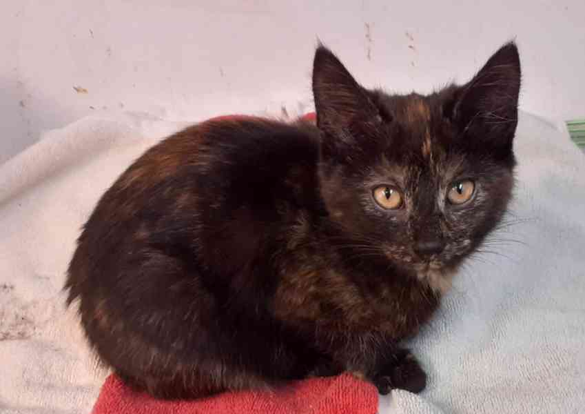 Milá, hravá 3,5měsíční želvovinová Esterka  - foto 5