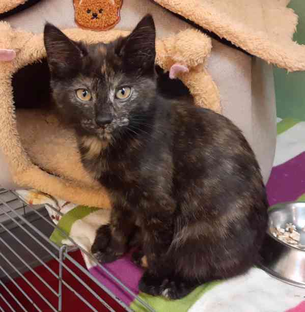 Milá, hravá 3,5měsíční želvovinová Esterka  - foto 1