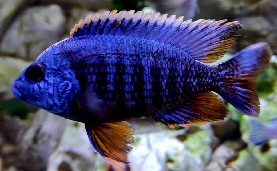 Tlamovci Malawi  - foto 4