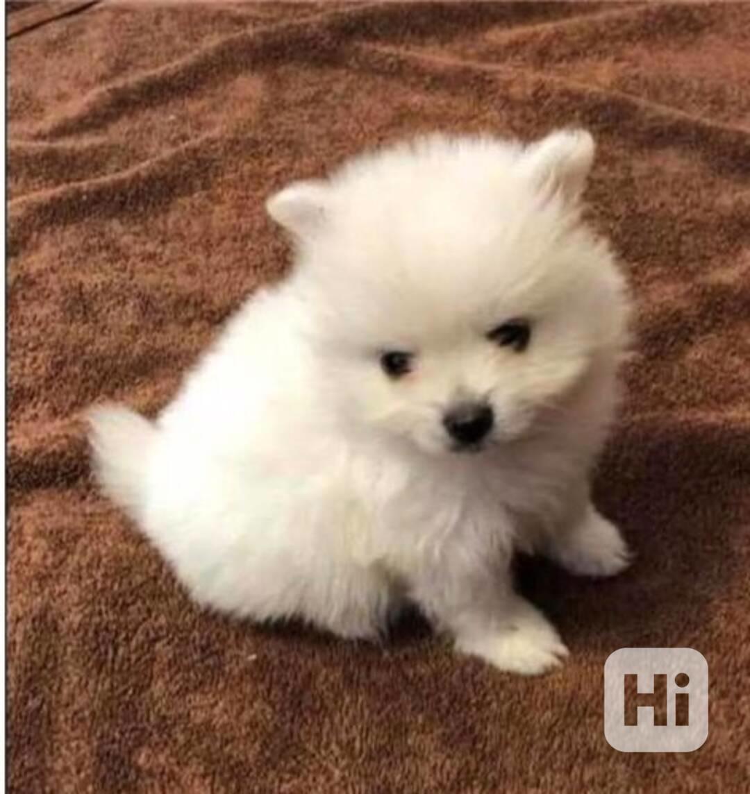 Německý špic trpasličí (Pomeranian) šťeňátka spp - foto 1