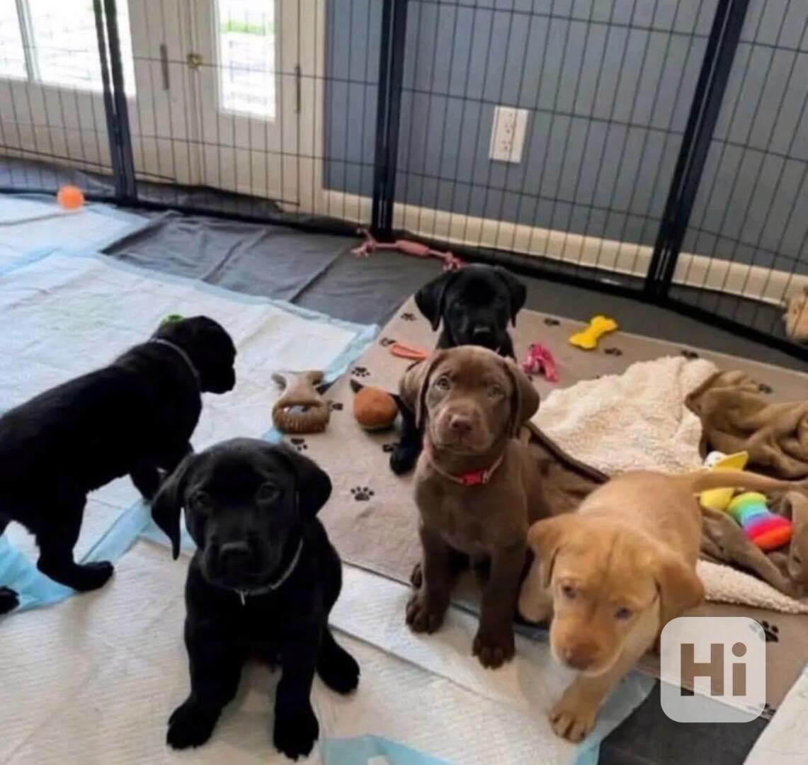 Nové vrhy labradorů - připravené k výcviku - foto 1