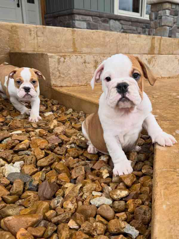 Veterinární kontrola, štěňata anglického buldoka na prodej - foto 1