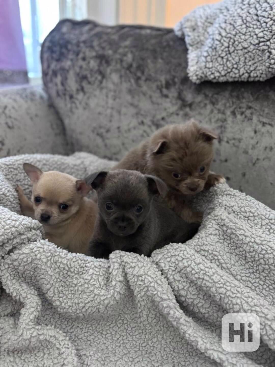 Nabízíme k prodeji dvě štěňata Čivava  ( pejsky )  - foto 1