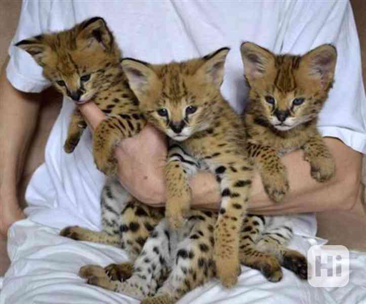 🌍 Koťata plemene Savannah a Caracal