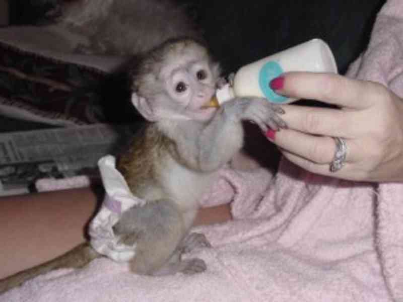 Krásné kapucínské opice k adopci - foto 1