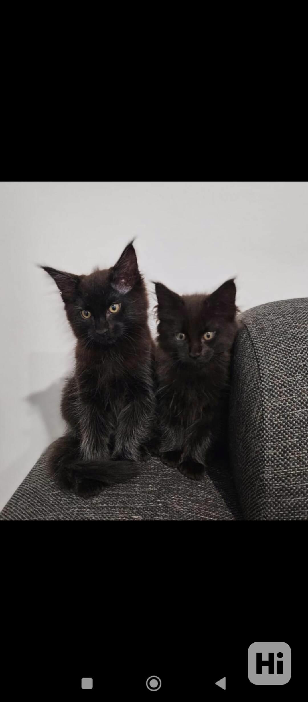 Mainská mývalí kočička  - foto 1