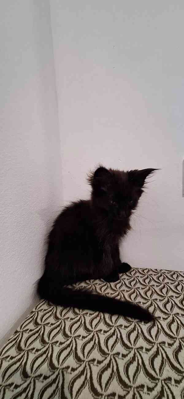Mainská mývalí kočička  - foto 6