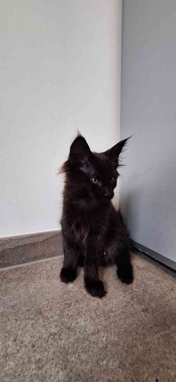 Mainská mývalí kočička  - foto 4