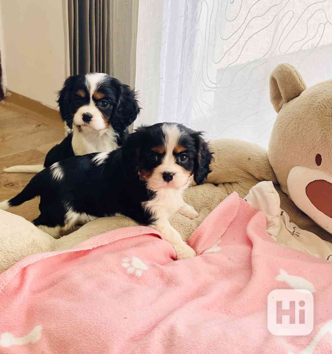 Kavalír King Charles Španěl  - foto 1
