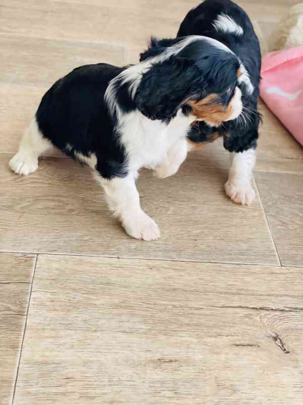 Kavalír King Charles Španěl  - foto 6