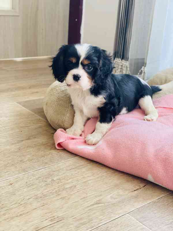 Kavalír King Charles Španěl  - foto 2