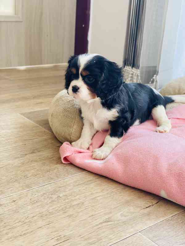 Kavalír King Charles Španěl  - foto 3