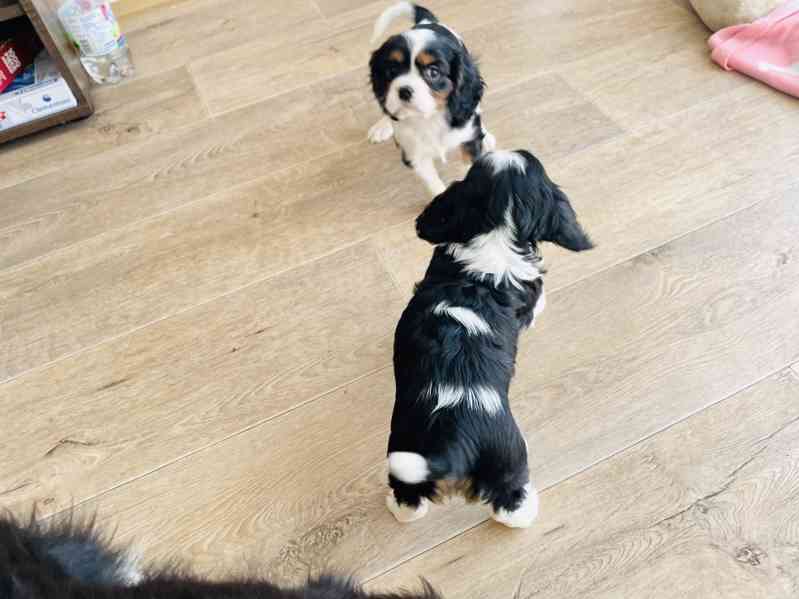 Kavalír King Charles Španěl  - foto 5