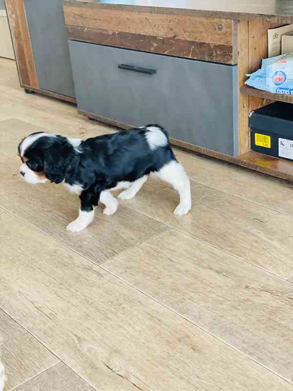 Kavalír King Charles Španěl  - foto 4