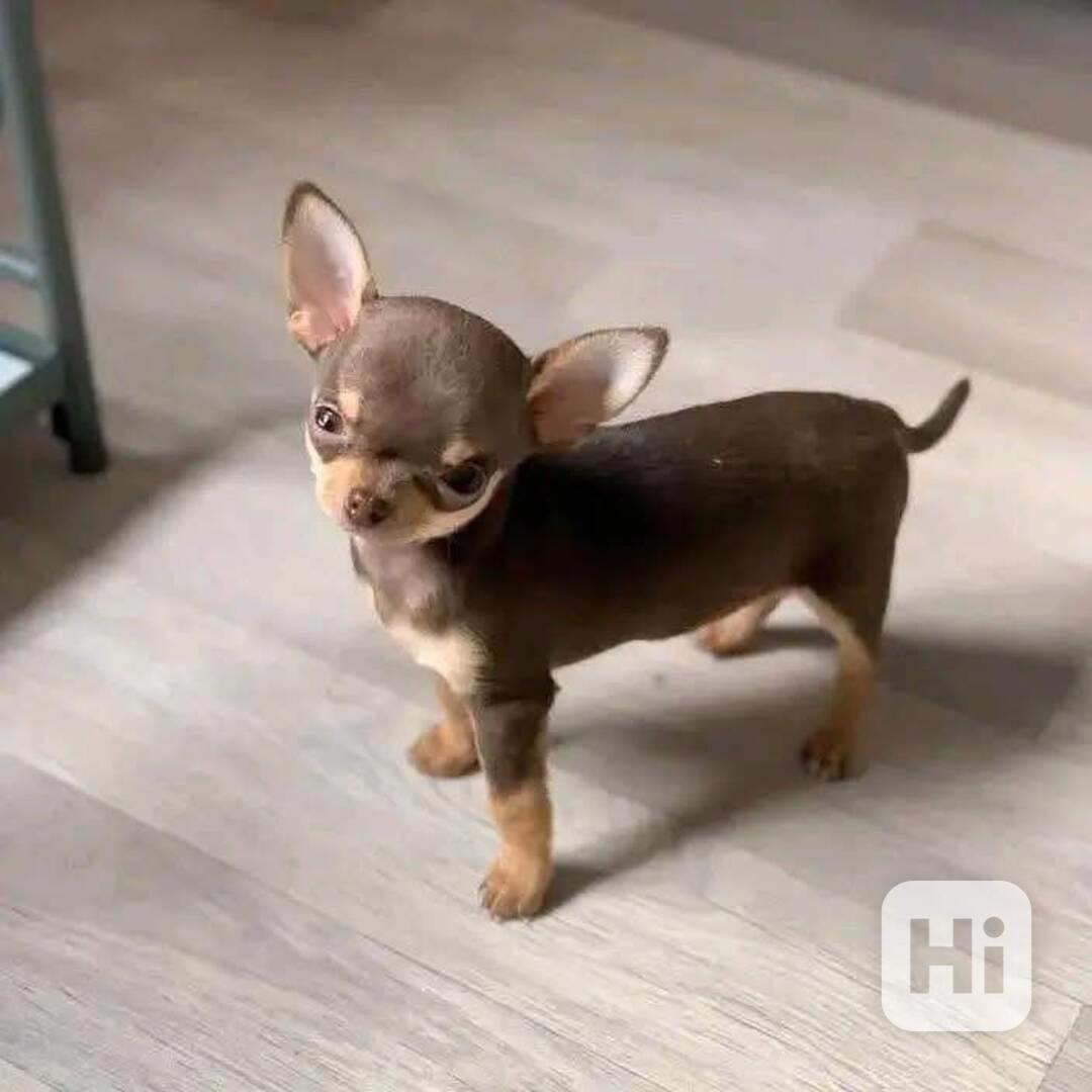 Štěňata čivavy - foto 1