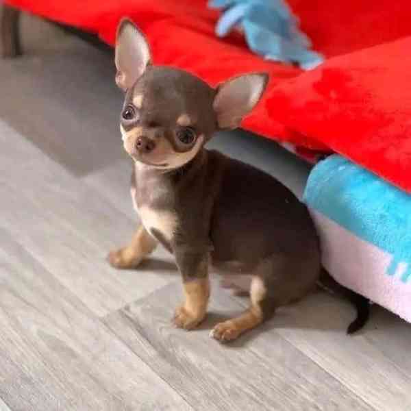 Štěňata čivavy - foto 2