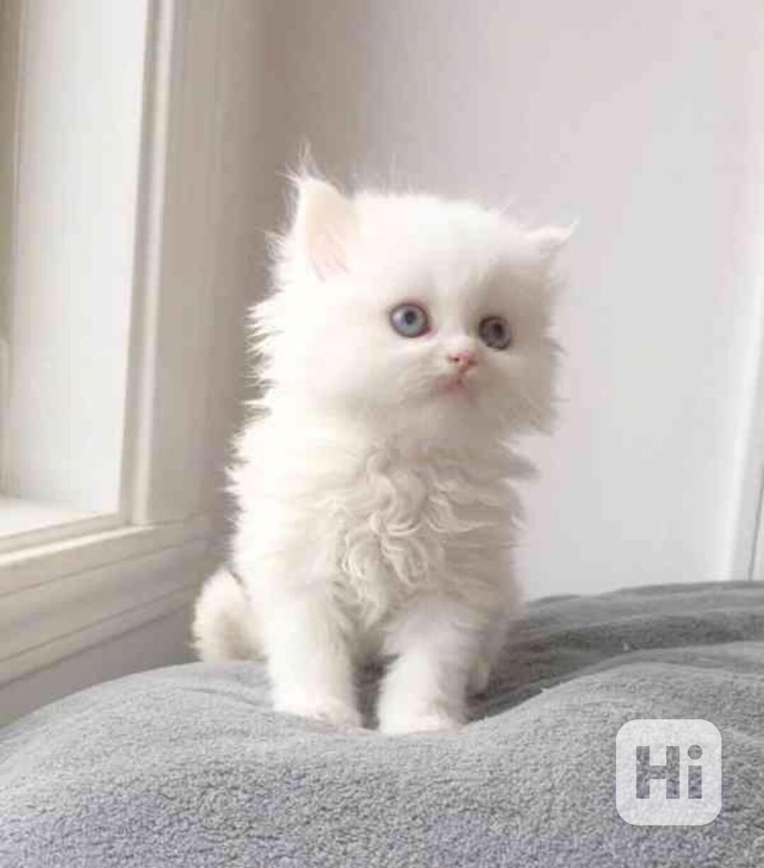 Perská koťata - foto 1