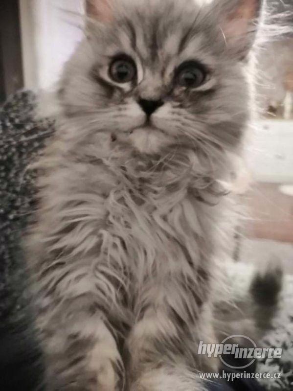 Perská kočka - foto 3
