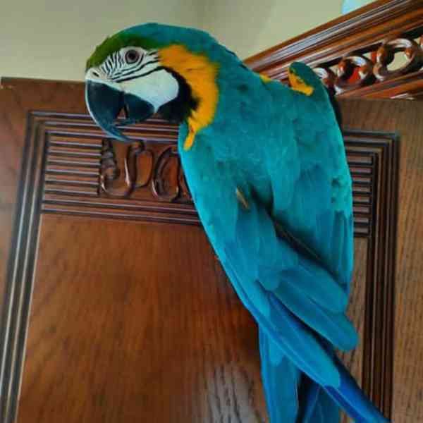 Papoušek ara šarlatový - foto 4