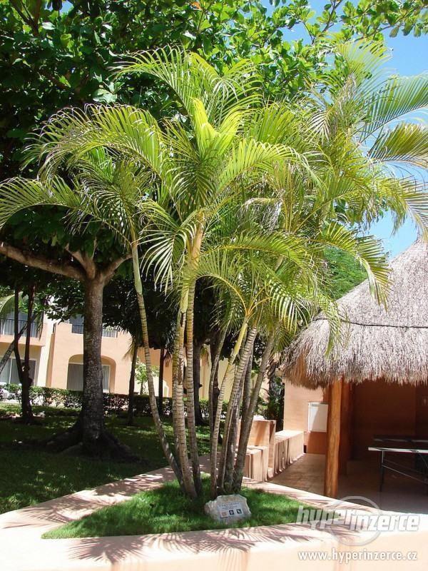 Palma Chrysalidocarpus ( zlatoplodá )- semena 3 ks - foto 2