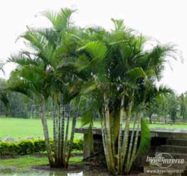 Palma Chrysalidocarpus ( zlatoplodá )- semena 3 ks - foto 3