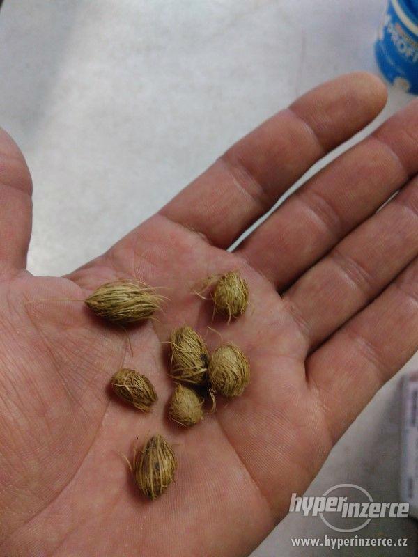 Palma Chrysalidocarpus ( zlatoplodá )- semena 3 ks - foto 4