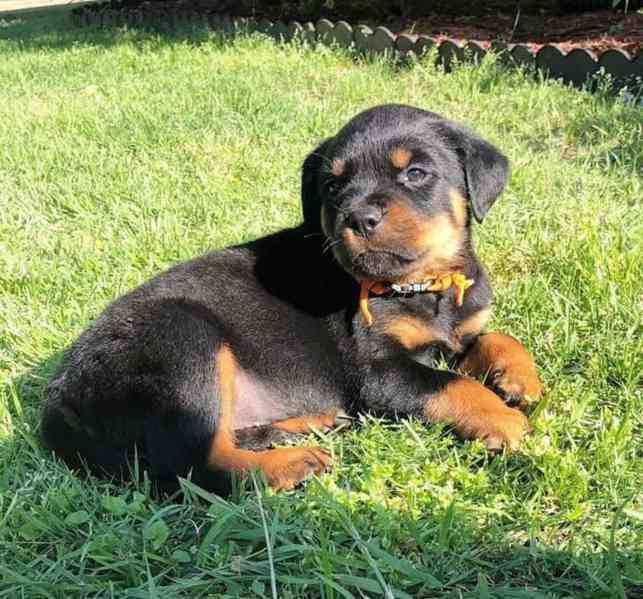 Štěňata rotvajlera k adopci zdarma WhatsApp [+34670838902] - foto 1