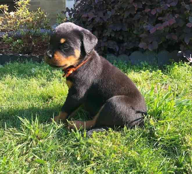 Štěňata rotvajlera k adopci zdarma WhatsApp [+34670838902] - foto 2