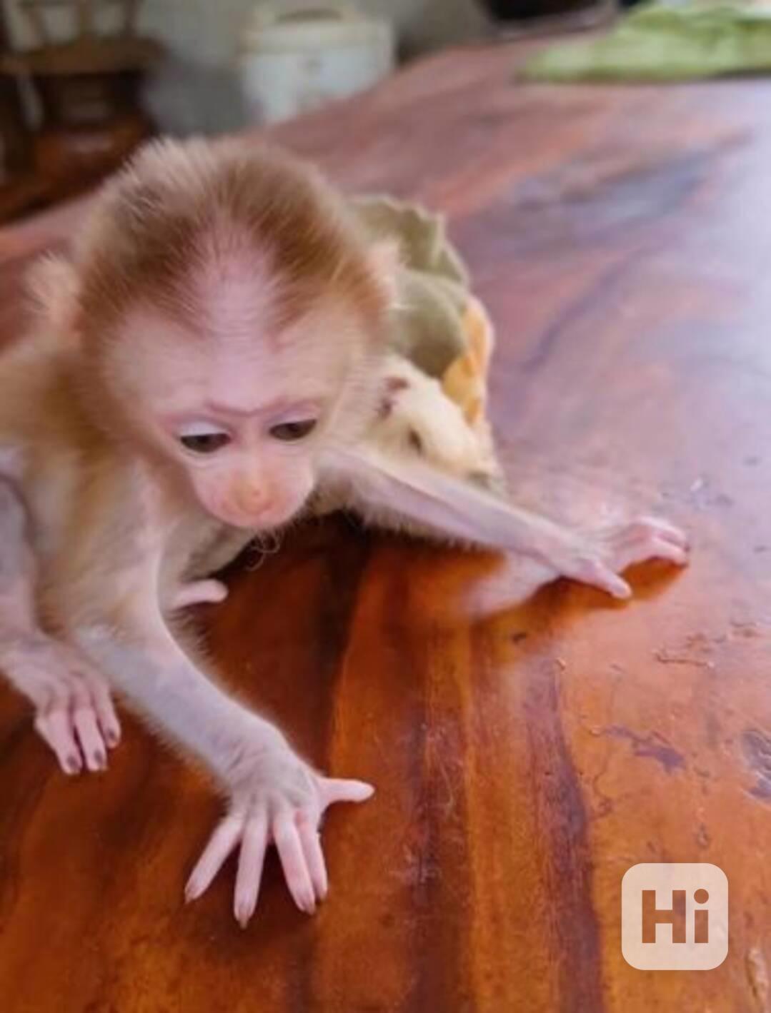 Dobře vycvičená, ochočená a krásná mláďata kapucínských opic - foto 1