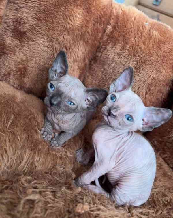 Dvě roztomilá koťátka sphynx