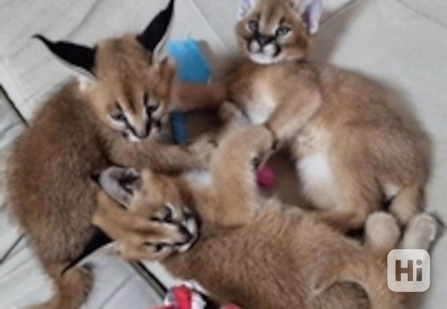 Koťata plemene Savannah na prodej - foto 1