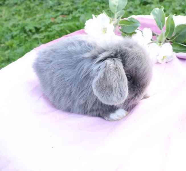 Minilop zakrslí králíčci na prodej  - foto 1