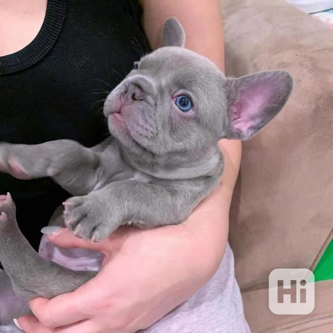 Štěňata francouzského buldoka - foto 1