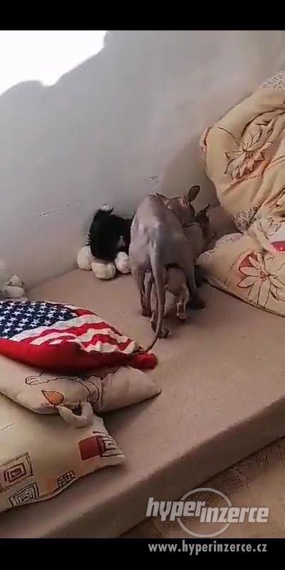 Krytí Sphynx - foto 1