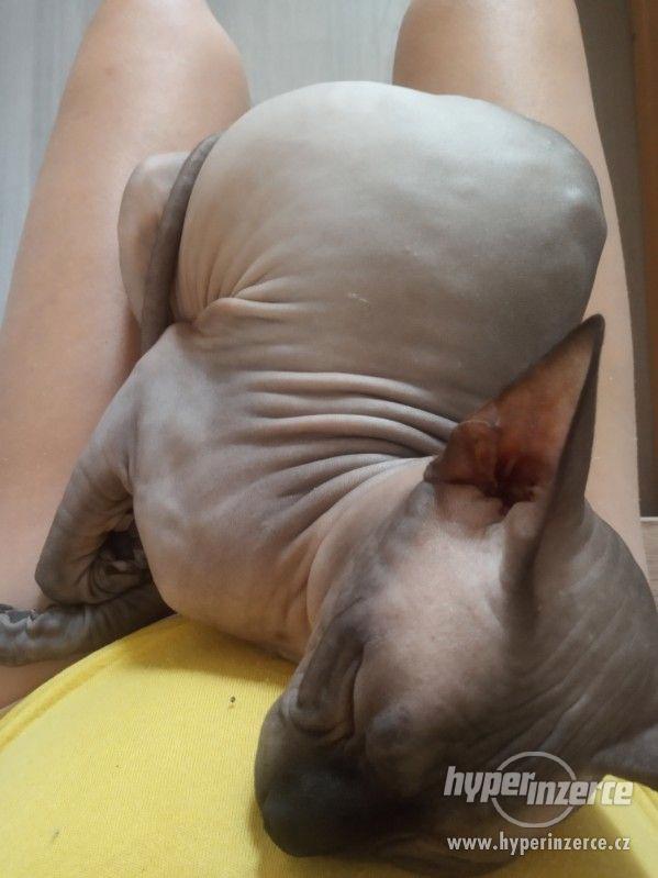 Krytí Sphynx - foto 2