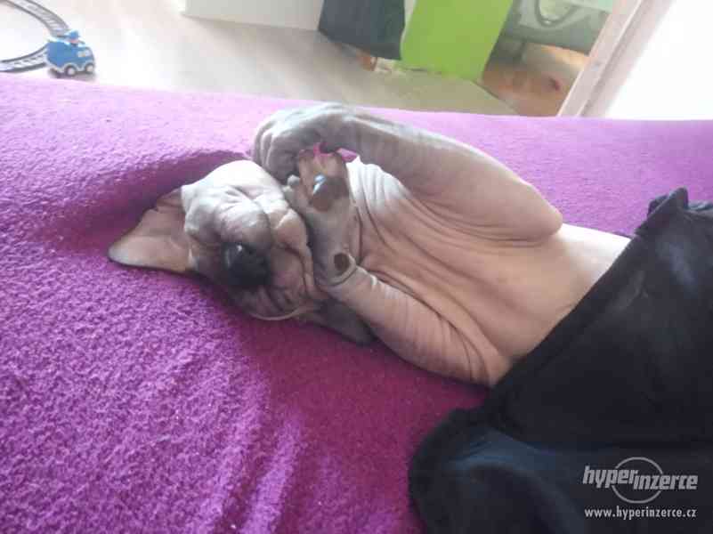 Krytí Sphynx - foto 4