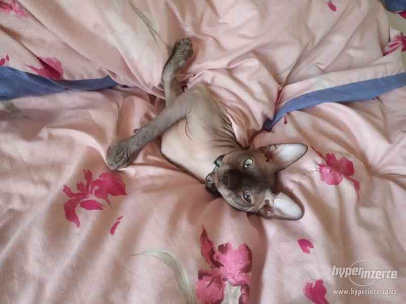 Krytí Sphynx - foto 5