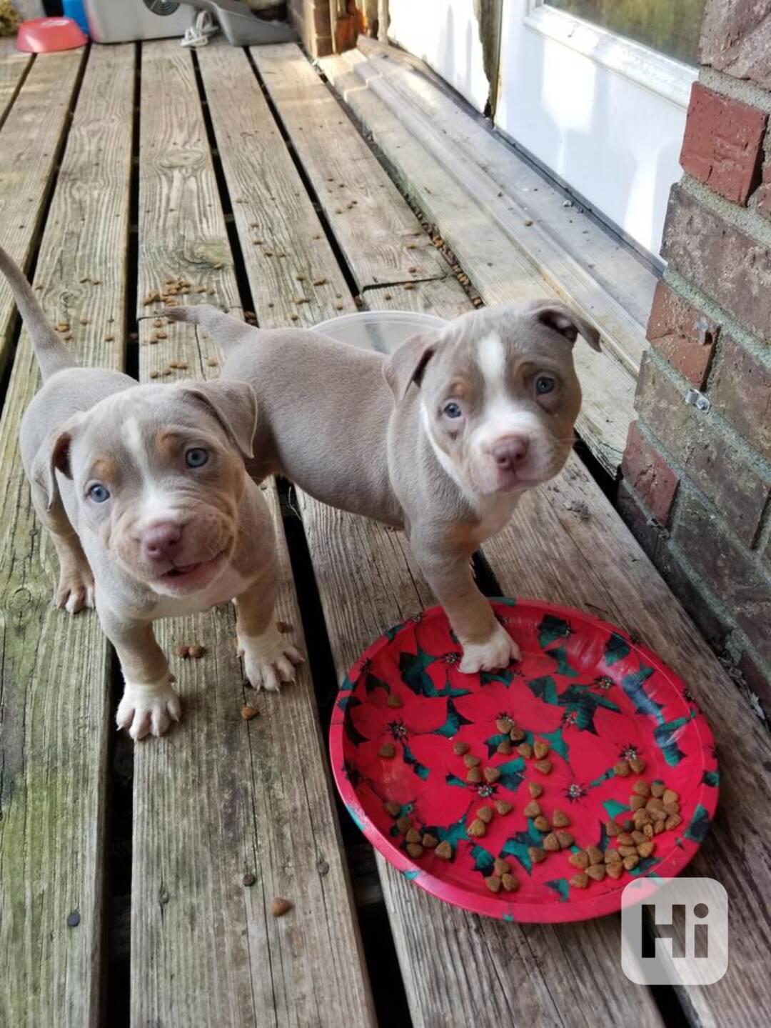  Štěňátko amerického kapesního buldoka k adopci zdarma   - foto 1