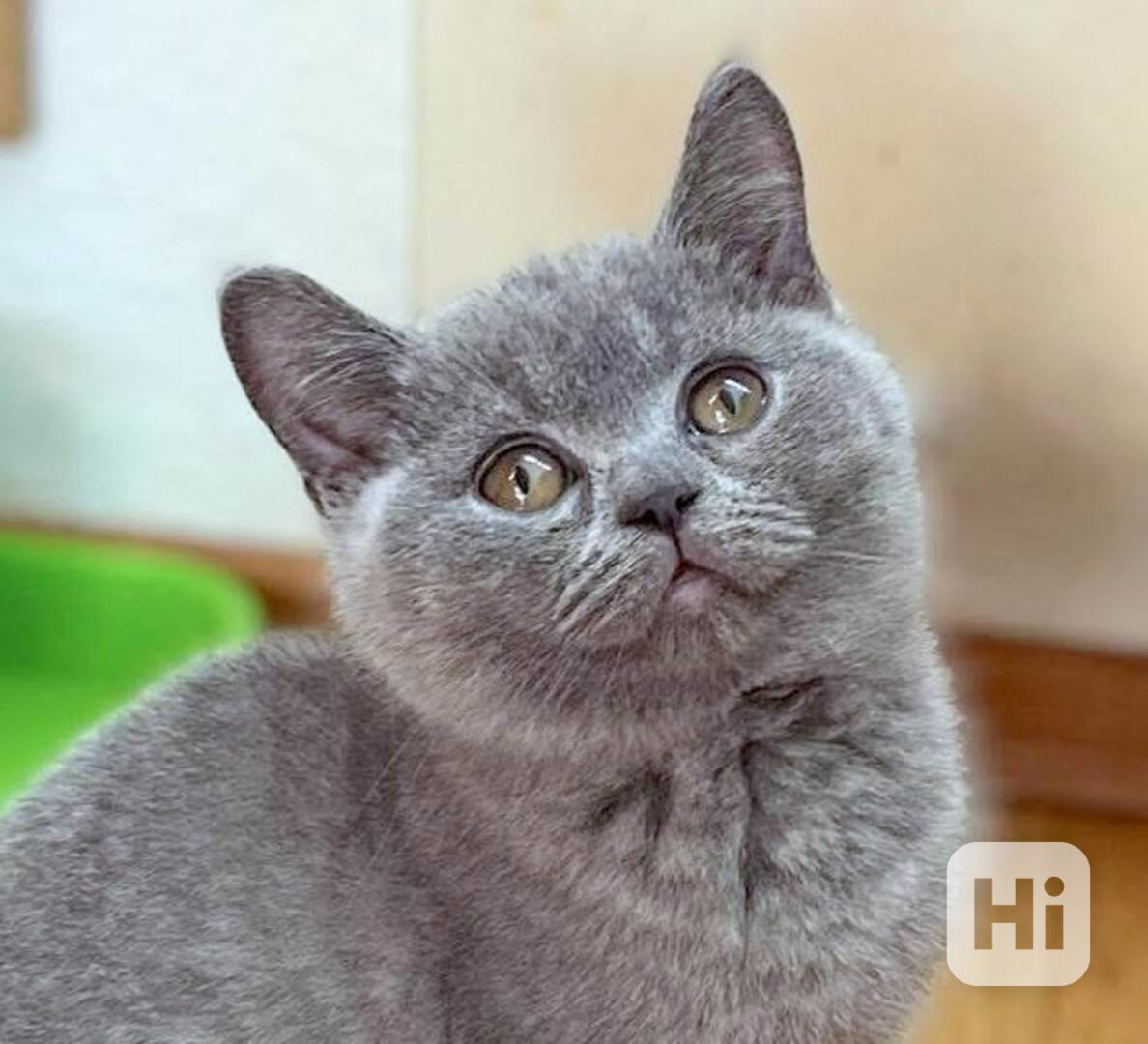 Briský modrý kocourek s PP (FIFe) - foto 1