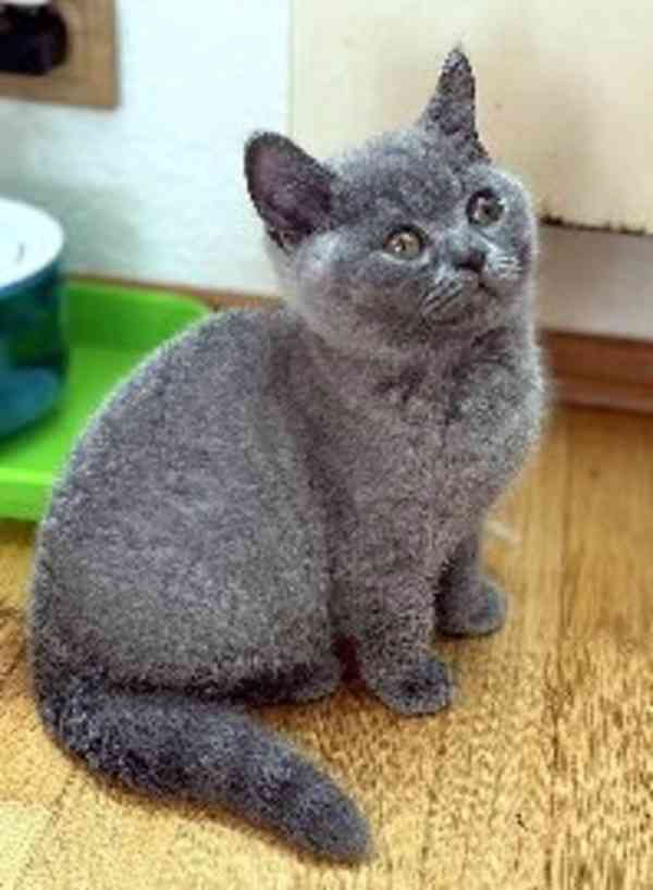 Briský modrý kocourek s PP (FIFe) - foto 2