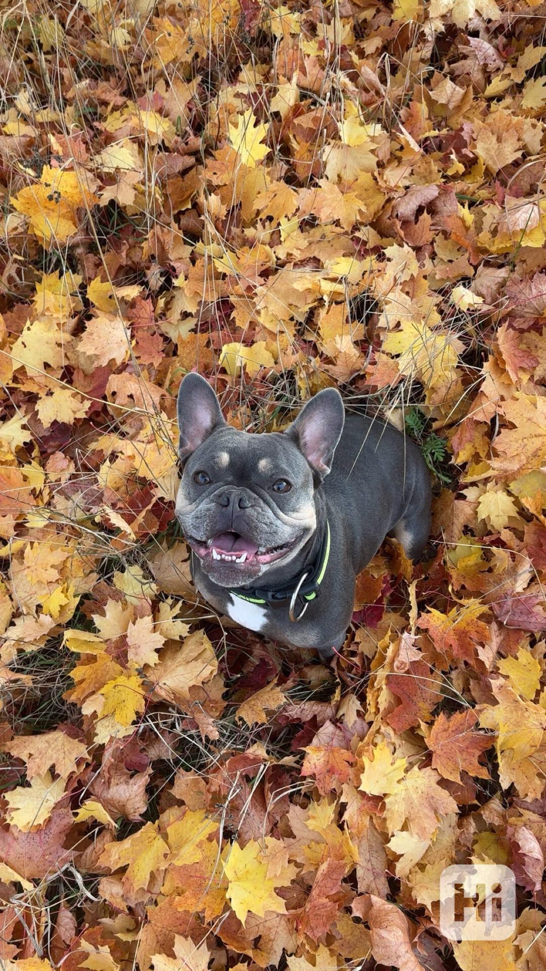 Francouzký buldoček krytí - bez PP -hledáme kluka - foto 1