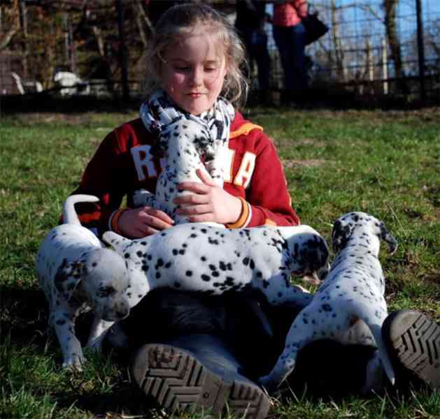 štěňata dalmatinů, kluk a fenka