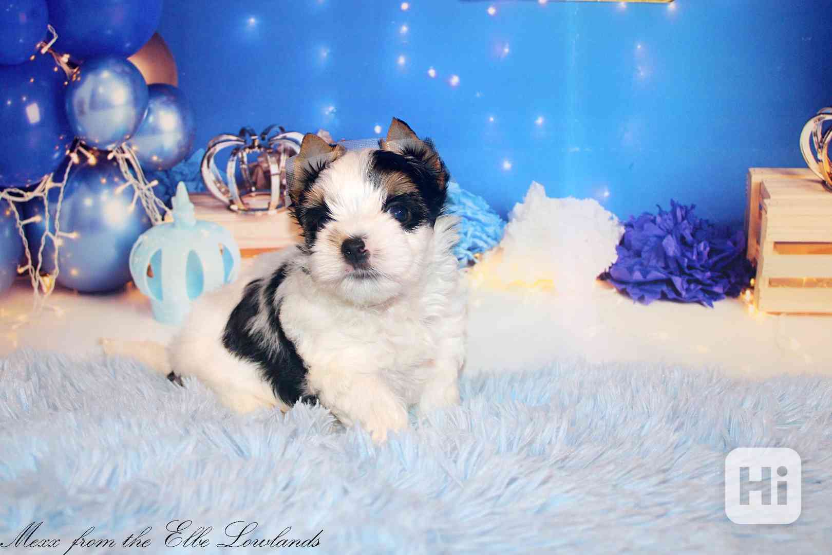 biewer terier s PP / jorkšírský  - foto 1