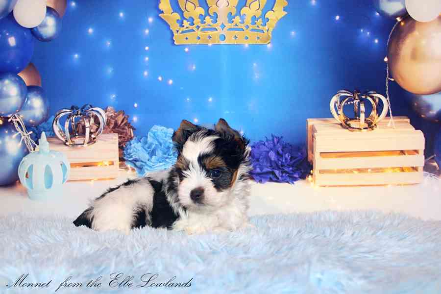 biewer terier s PP / jorkšírský  - foto 6